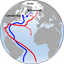A schematic of the meridional overturning circulation where red lines show the northward flowing warm waters, and the blue lines, the deep water formed through open ocean convection.