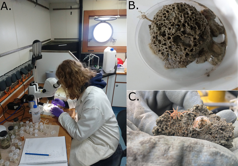 A – Scientist Laura de Suja working on the identification of the samples collected from the box cores.<br />B – Xenophyophore sample.<br />C – Sea spider (Pycnogonidia) and amphipod on a xenophyophore